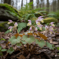 Epimedium (Horny Goat Weed)