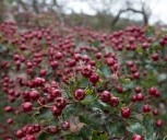 Hawthorn Berry