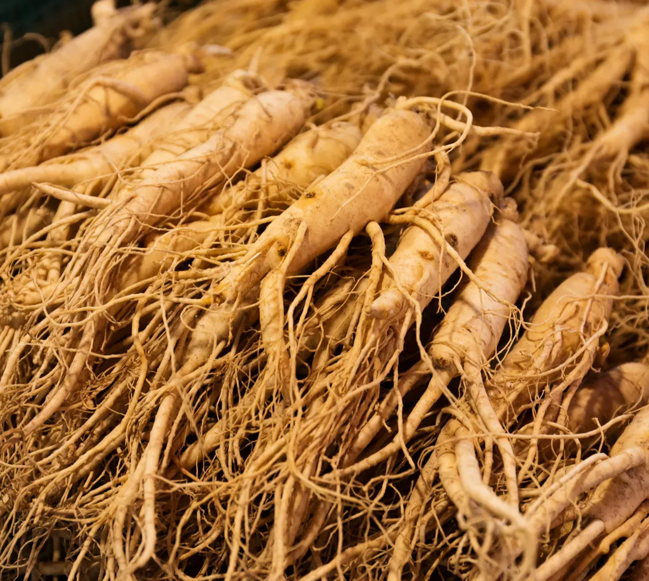 Asian Ginseng