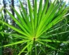 Saw Palmetto